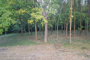 Vikend kuća, Mali Žam, na parcelama od 3142m2, u gradjevinskom području.